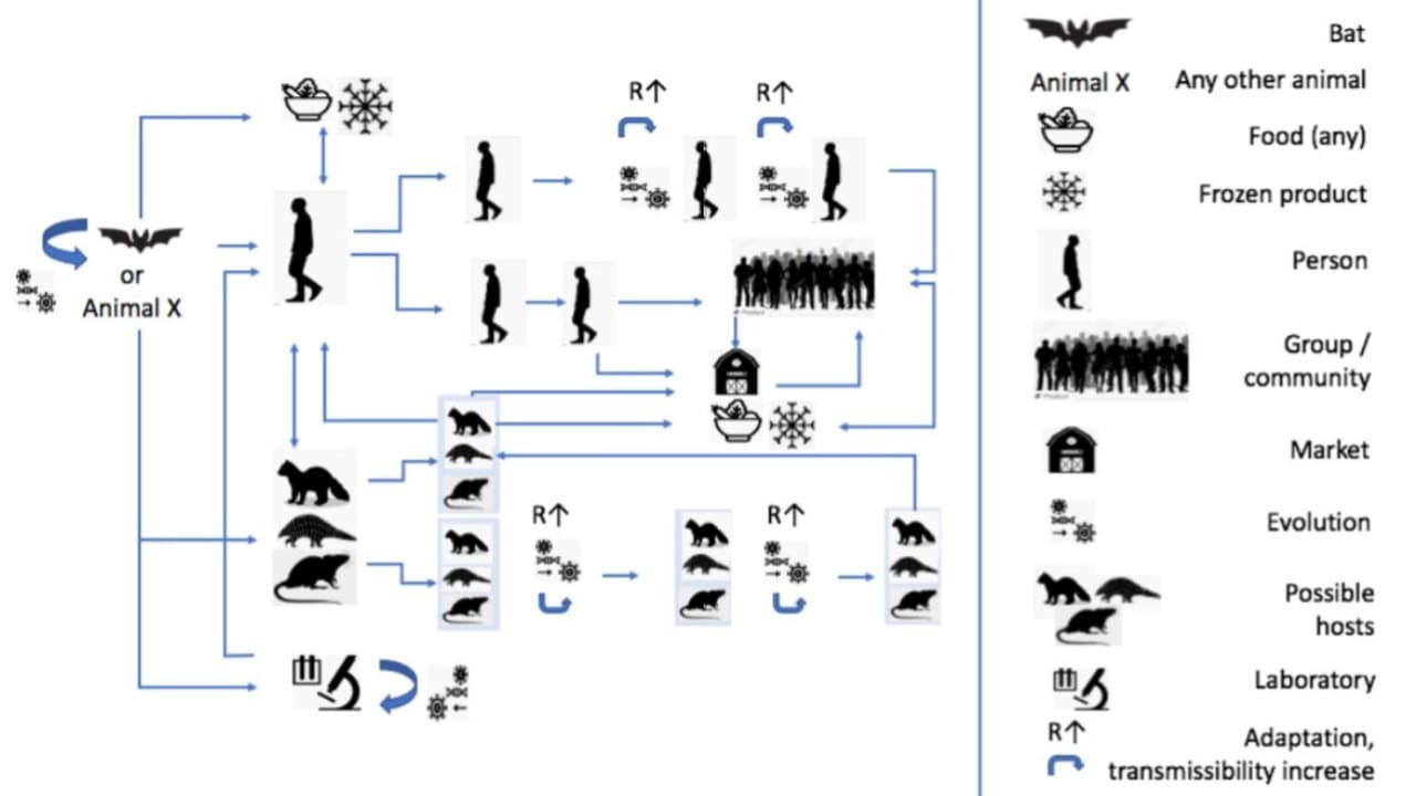 An illustration showing the possible pathways of emergence of the COVID1-9 virus. The animals are the species discussed in relation to potential infection but can be replaced by other species as well. Arrows indicate directions of possible transmission. The symbols indicating “evolution” are meant to reflect any mutations, recombination, variant selection leading to enhanced ability to infect other species and/or transmit. Image credit: WHO-China joint report 