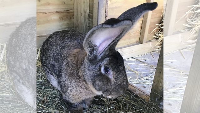 Darius, among the world's largest bunnies, stolen from his home in the UK Darius, among the world's largest bunnies, stolen from his home in the UK