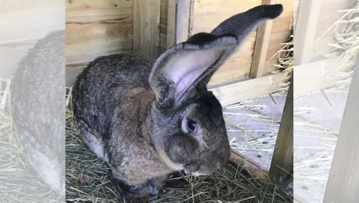 Darius, among the world's largest bunnies, stolen from his home in the UK