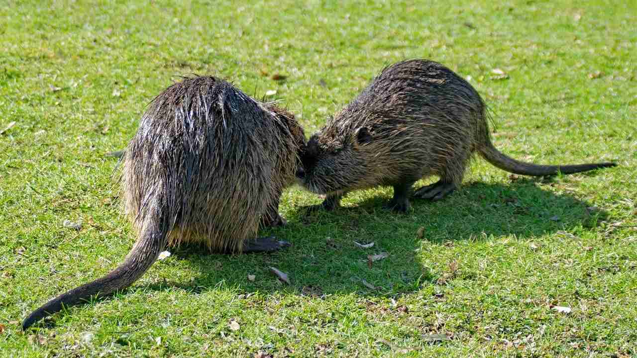 Rodents, insects, cats are 'exotic' intruders, cost the economy $26.8 billion per year Rodents, insects, cats are 'exotic' intruders, cost the economy $26.8 billion per year