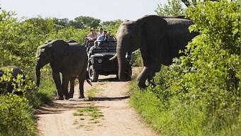 The Zai Whitaker column | Dispatches from the ecotourism classroom that is the Kruger National Park