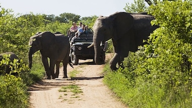 The Zai Whitaker column | Dispatches from the ecotourism classroom that is the Kruger National Park