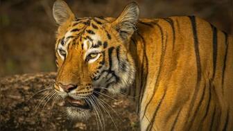 Watch: Villagers pelt stones at tiger cubs in Madhya Pradesh's Seoni, internet seeks action