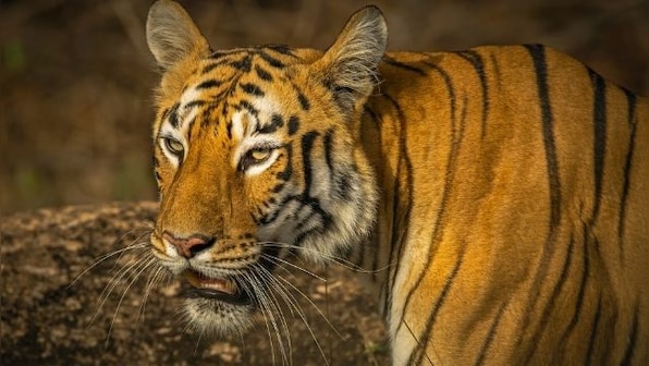 On International Tiger Day, here's why India must continue striving to protect, expand tiger-friendly ecosystems