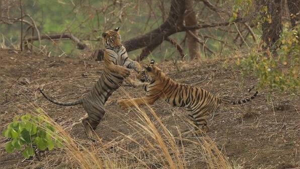 International Tiger Day 2021: History and significance of day to raise awareness of endangered species