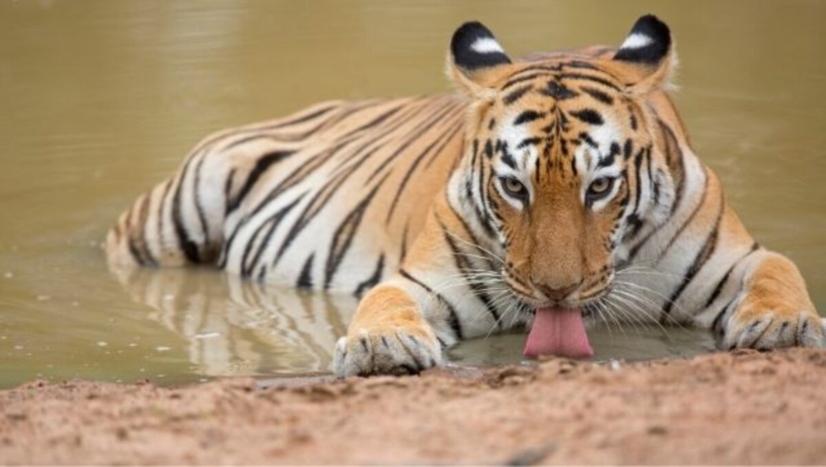 Endangered tiger cubs enjoy water fight during lockdown