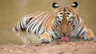 World Earth Day: Nat Geo's Planet Possible boasts of two titles that present a lively, hopeful view of endangered wildlife