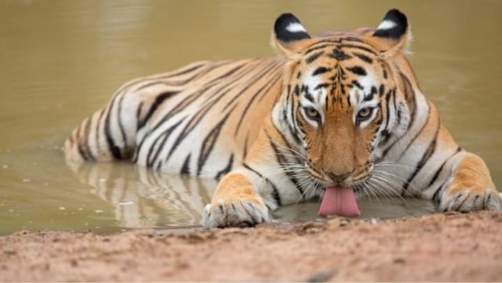 World Earth Day: Nat Geo's Planet Possible boasts of two titles that present a lively, hopeful view of endangered wildlife