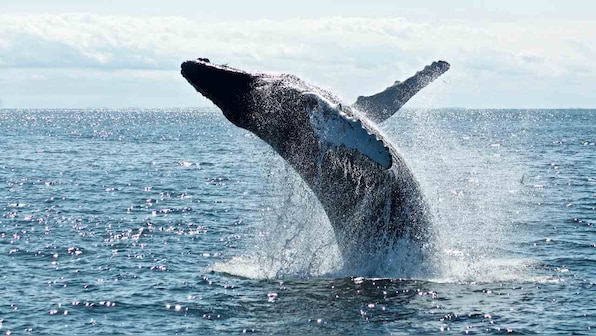 Lull in shipping activity gives scientists chance to listen to sounds of the ocean