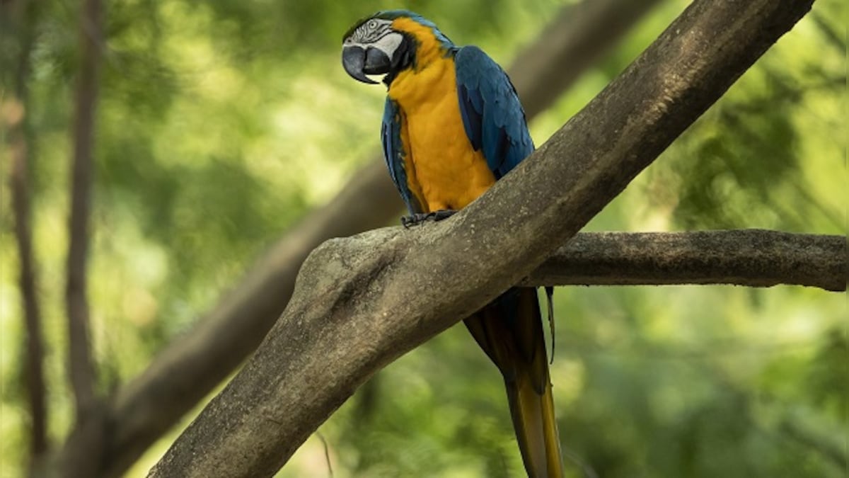 At Rio de Janeiro zoo, the city's last wild macaw seeks a companion