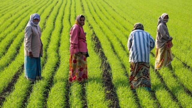 Women working in a rice field near Junagadh, Gujarat, India. Photo by Bernard Gagnon/Wikimedia Commons