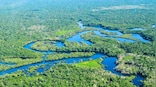 World Rainforest Day 2021: Ways to protect rainforests and contribute to conservation organisations