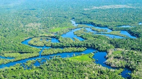 World Rainforest Day 2021: Ways to protect rainforests and contribute to conservation organisations