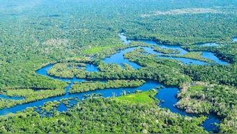 Climate change, deforestation turned Amazon forest into major CO2 emitter