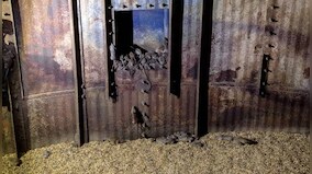 Plague of mice in Australia: After bountiful rains last year, rodents overrun farms, shops and bedrooms