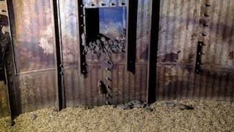 Plague of mice in Australia: After bountiful rains last year, rodents overrun farms, shops and bedrooms