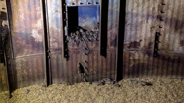 Plague of mice in Australia: After bountiful rains last year, rodents overrun farms, shops and bedrooms