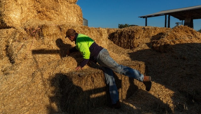 Jeff Fragar checks hay damaged by mice on his farm in Tottenham, Australia. Image courtesy: The New York Times