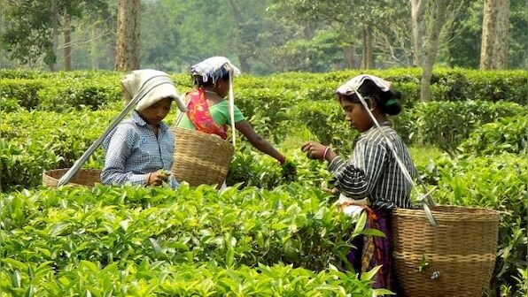 In Assam's tea plantations, chronic water crisis ails workers unable to afford filters, sanitisers in the pandemic