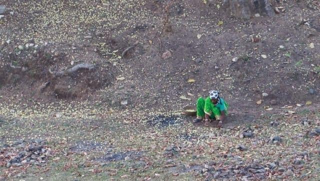 Mahua season at Mukki, Kanha. Madhya Pradesh. Many villagers could not collect Mahua flowers due to forest fires. Photo by Kandukuru Nagarjun/Flickr.