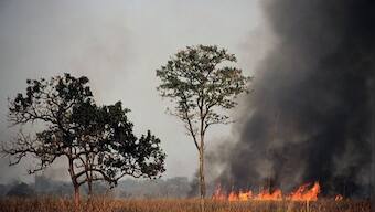 In India, as incidence of forest fires spikes in the pandemic, inhabitants lose their sole source of livelihood