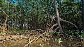 World Environment Day 2021: 'Ecosystem restoration' is this year's theme; day is observed every year since 1972