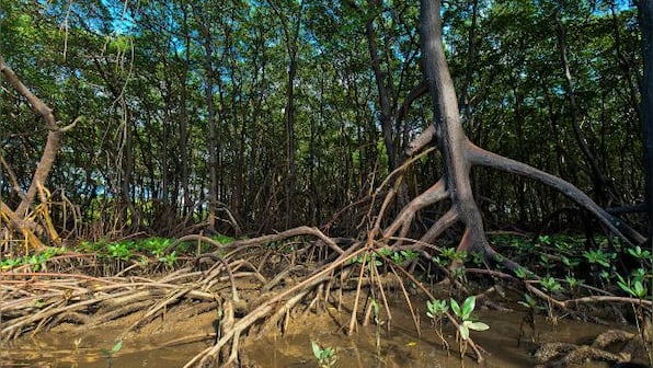 World Environment Day 2021: 'Ecosystem restoration' is this year's theme; day is observed every year since 1972
