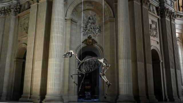 In Paris' Invalides Museum, memorial of Napoleon's favourite horse Marengo outrages fans In Paris' Invalides Museum, memorial of Napoleon's favourite horse Marengo outrages fans