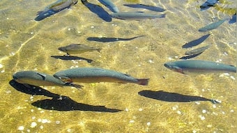 With Pakistan going big on trout farming, why sustainability should be the need of the hour for farmers practicing it