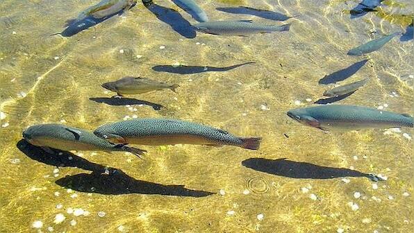 With Pakistan going big on trout farming, why sustainability should be the need of the hour for farmers practicing it