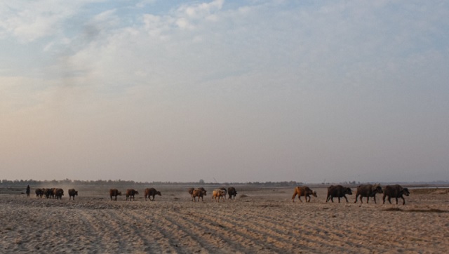 In Uttarakhand, displacement of Van Gujjars has brought perks for some in the community, and chaos and disruption for others In Uttarakhand, displacement of Van Gujjars has brought perks for some in the community, and chaos and disruption for others