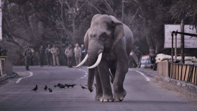 A male Asian elephant crossing the National Highway 74 Haridwar-Najiabad, Uttarakhand. Photo by Rajeev Mehta, former honorary wildlife warden Rajaji Tiger reserve.