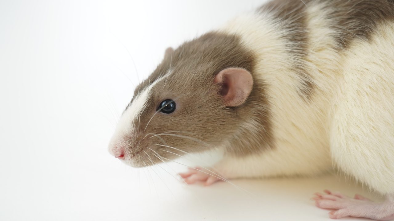 Researchers decided to carry out experiments on oxygen-deprived mice, pigs and rats using two methods: delivering the oxygen into the rectum in gas form, and infusing an oxygen-rich enema via the same route.