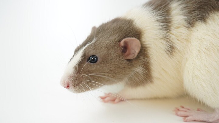 Mammals can breathe through anus in emergency situations, say Japanese scientists