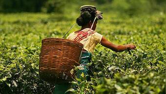 International Tea Day 2021: Significance and benefits of tea; all you need to know
