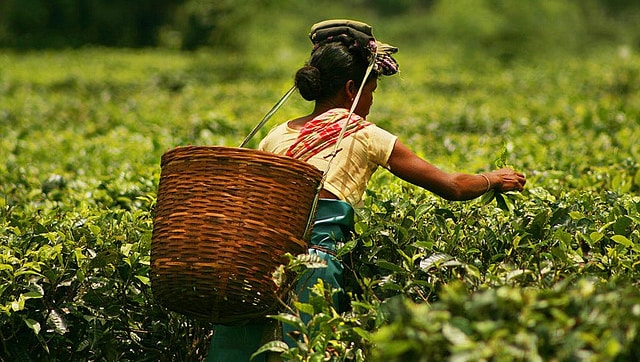 International Tea Day 2021: Significance and benefits of tea; all you need to know International Tea Day 2021: Significance and benefits of tea; all you need to know