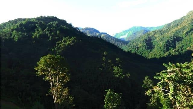 Forests of the Yaongyimchen Community Biodiversity Conservation Area (YCBCA) set aside by the community for conservation. Photo by Nuklu Phom via Mongabay-India.