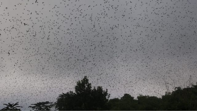 The number of roosting falcons, rose from 50,000 to one million after the conservation initiative began at Yaongmyinchen. Photo by Nuklu Phom via Mongabay-India.