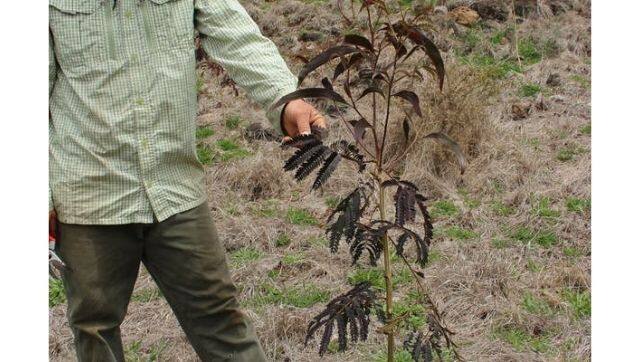 On the slopes of Maui’s Haleakalā volcano, land managers are replanting koa trees. Photo courtesy: Authors via The Conversation