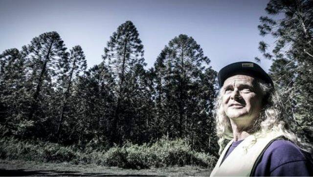 Tonewood specialist David Kirby, based on the Sunshine Coast, has been pivotal in supplying bunya pine to the guitar industry, harvested in limited quantities from legacy plantings dating to the 1920s. Photo courtesy: Paul Jones / UOW Media via The Conversation 