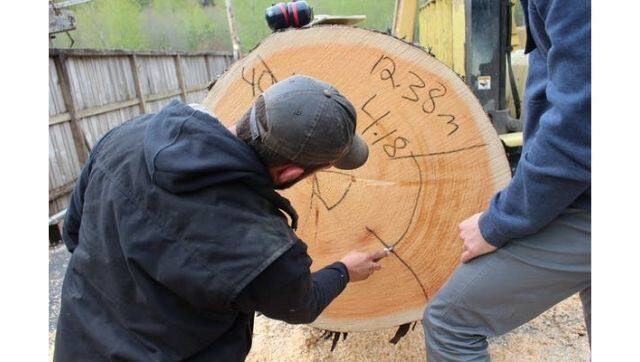 At Pacific Rim Tonewoods north of Seattle, a Sitka spruce log is prepared for splitting and quartersawing (cut radially) into thin, soundboard pieces. Photo courtesy: Authors via The Conversation 