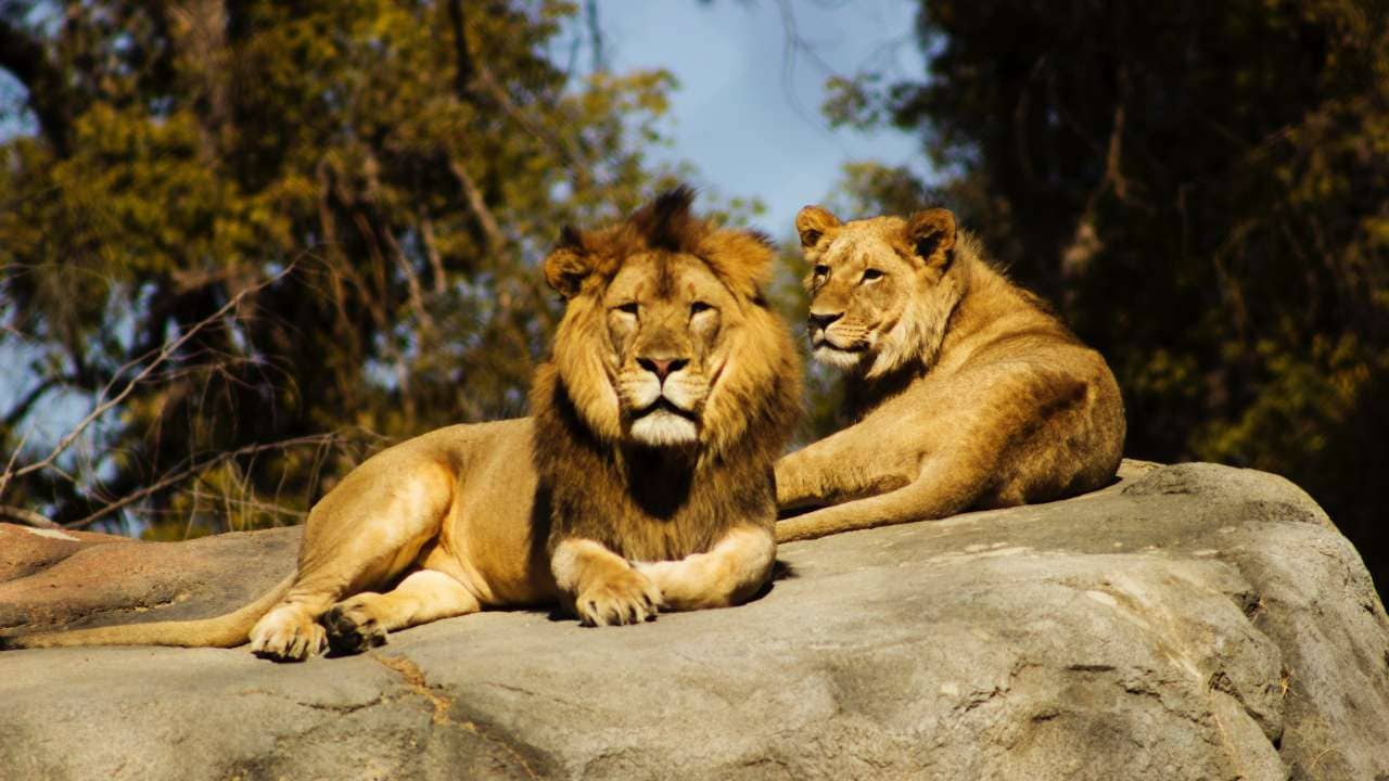 South Africa counts between 8,000 and 12,000 lions at some 350 farms but in contrast around 3,500 lions live in the wild.