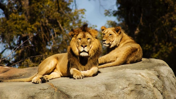 Lion Set