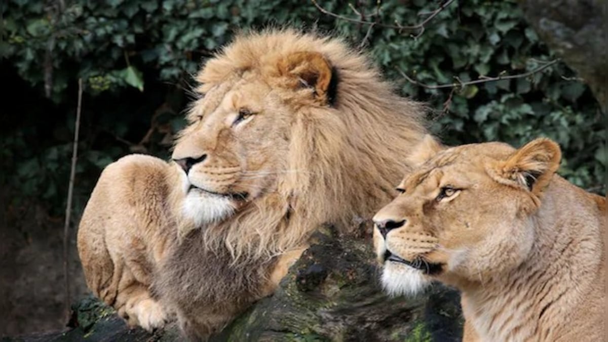 Two lions at Singapore's Changi airport break free from freight container; trigger alarm among passengers