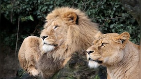 Eight Asiatic lions at Hyderabad zoo test positive for COVID-19; first such case in India