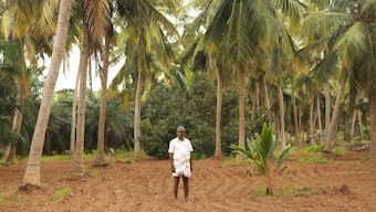 As oil palm proves to be a let down owing to high maintenance cost, South Indian farmers shift to coconut