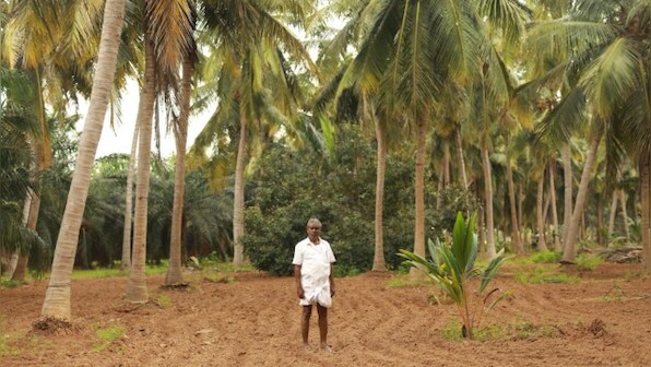 As oil palm proves to be a let down owing to high maintenance cost, South Indian farmers shift to coconut