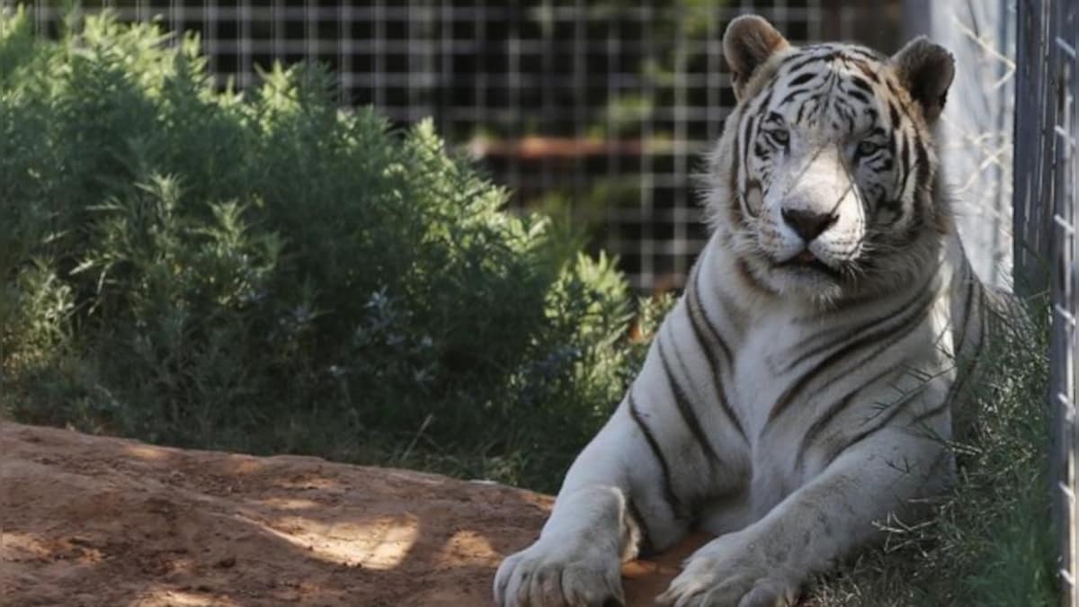 Last of big cats in zoo at centre of Tiger King controversy removed after court announcement about seizure of animals