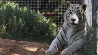 Last of big cats in zoo at centre of Tiger King controversy removed after court announcement about seizure of animals