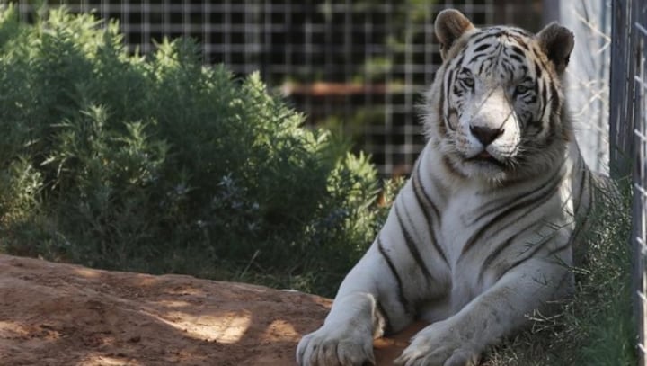 Last of big cats in zoo at centre of Tiger King controversy removed after court announcement about seizure of animals